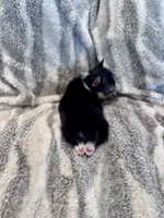 Mer, a female Pembroke Welsh Corgi for sale in Cookville, TX – 6 of 6