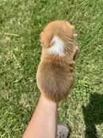 Owen, a male Pembroke Welsh Corgi for sale in Cookville, TX – 5 of 7