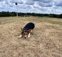 Izzy, a female Pembroke Welsh Corgi for sale in Cookville, TX – 4 of 7