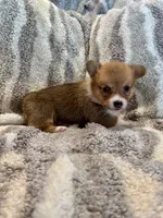 George, a male Pembroke Welsh Corgi for sale in Cookville, TX – 6 of 9
