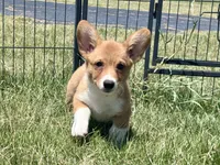 Owen, a male Pembroke Welsh Corgi for sale in Cookville, TX – 5 of 10