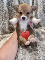 George, a male Pembroke Welsh Corgi for sale in Cookville, TX – 3 of 9