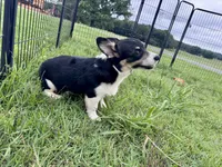 Bessie, a female Cardigan Welsh Corgi and Pembroke Welsh Corgi for sale in Cookville, TX – 3 of 10