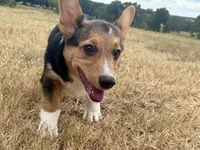 Izzy, a female Pembroke Welsh Corgi for sale in Cookville, TX – 3 of 7