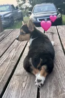 Izzy, a female Pembroke Welsh Corgi for sale in Cookville, TX – 3 of 8