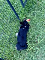 Bonnie, a female Cardigan Welsh Corgi and Pembroke Welsh Corgi for sale in Cookville, TX – 2 of 8
