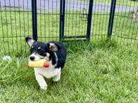 Bessie, a female Cardigan Welsh Corgi and Pembroke Welsh Corgi for sale in Cookville, TX – 2 of 10