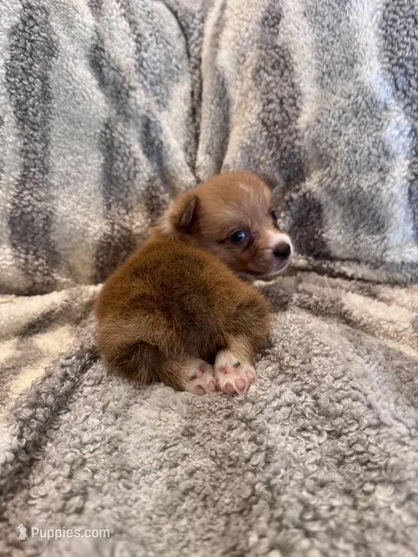 Owen – Pembroke Welsh Corgi puppy for sale in Cookville, TX
