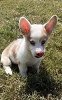Crissy, a female Cardigan Welsh Corgi and Pembroke Welsh Corgi for sale in Cookville, TX – 5 of 7