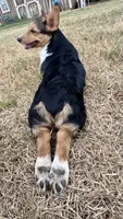 Izzy, a female Pembroke Welsh Corgi for sale in Cookville, TX – 5 of 7