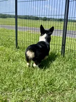 RJ, a male Cardigan Welsh Corgi and Pembroke Welsh Corgi for sale in Cookville, TX – 4 of 10