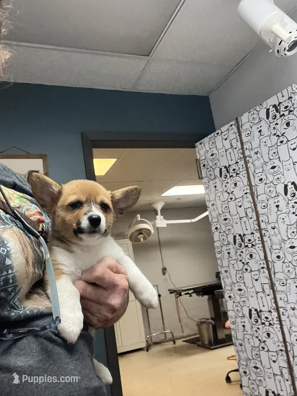J J – Cardigan Welsh Corgi, Pembroke Welsh Corgi puppy for sale in Cookville, TX