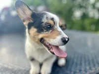 Bryson, a male Cardigan Welsh Corgi and Pembroke Welsh Corgi for sale in Cookville, TX – 6 of 9