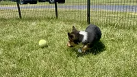 Richard, a male Pembroke Welsh Corgi for sale in Cookville, TX – 5 of 9