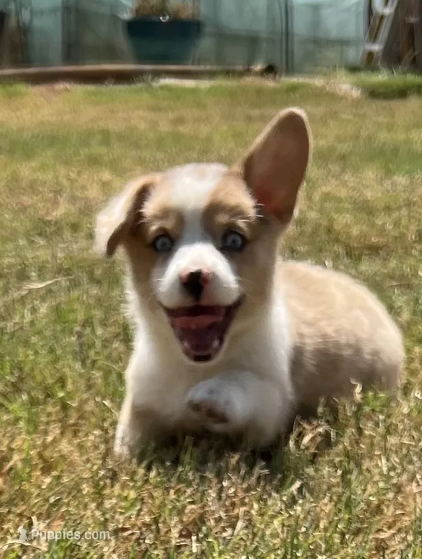Chelsea – Cardigan Welsh Corgi, Pembroke Welsh Corgi puppy for sale in Cookville, TX