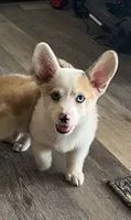 Crissy, a female Cardigan Welsh Corgi and Pembroke Welsh Corgi for sale in Cookville, TX – 2 of 8