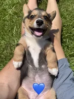 Richard, a male Pembroke Welsh Corgi for sale in Cookville, TX – 3 of 9