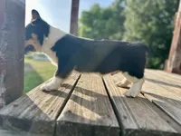 RJ, a male Cardigan Welsh Corgi and Pembroke Welsh Corgi for sale in Cookville, TX – 3 of 6
