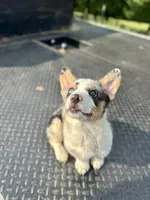 Bane, a male Cardigan Welsh Corgi and Pembroke Welsh Corgi for sale in Cookville, TX – Photo 4 of 6