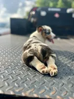 Bane, a male Cardigan Welsh Corgi and Pembroke Welsh Corgi for sale in Cookville, TX – Photo 2 of 6