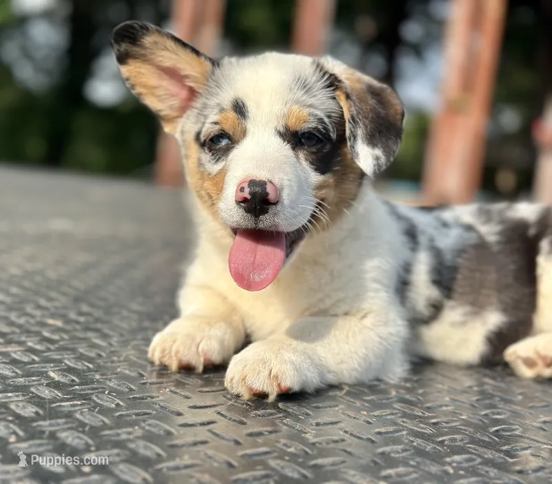 Bane – Cardigan Welsh Corgi, Pembroke Welsh Corgi puppy for sale in Cookville, TX
