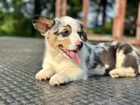 Bane, a male Cardigan Welsh Corgi and Pembroke Welsh Corgi for sale in Cookville, TX – Photo 6 of 6
