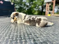 Bane, a male Cardigan Welsh Corgi and Pembroke Welsh Corgi for sale in Cookville, TX – Photo 3 of 6
