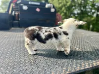 Bane, a male Cardigan Welsh Corgi and Pembroke Welsh Corgi for sale in Cookville, TX – Photo 5 of 6