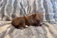 Owen, a male Pembroke Welsh Corgi for sale in Cookville, TX – 4 of 7