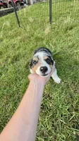 Bryson, a male Cardigan Welsh Corgi and Pembroke Welsh Corgi for sale in Cookville, TX – 5 of 6
