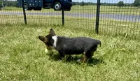 Richard, a male Pembroke Welsh Corgi for sale in Cookville, TX – 7 of 9