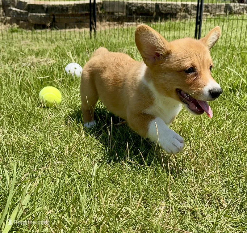 Owen – Pembroke Welsh Corgi puppy for sale in Cookville, TX