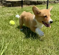 Owen, a male Pembroke Welsh Corgi for sale in Cookville, TX – 1 of 10