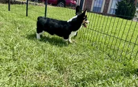 RJ, a male Cardigan Welsh Corgi and Pembroke Welsh Corgi for sale in Cookville, TX – 9 of 10
