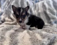 Mer, a female Pembroke Welsh Corgi for sale in Cookville, TX – 2 of 6