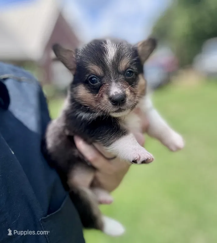 Mer – Pembroke Welsh Corgi puppy for sale in Cookville, TX