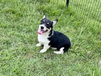 Bessie, a female Cardigan Welsh Corgi and Pembroke Welsh Corgi for sale in Cookville, TX – 9 of 10