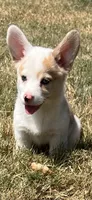 Crissy, a female Cardigan Welsh Corgi and Pembroke Welsh Corgi for sale in Cookville, TX – 7 of 7