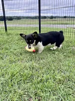 Bonnie, a female Cardigan Welsh Corgi and Pembroke Welsh Corgi for sale in Cookville, TX – 8 of 8