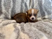 Alex, a male Pembroke Welsh Corgi for sale in Cookville, TX – 4 of 8