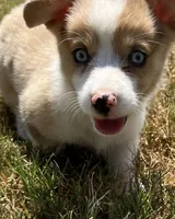 Chelsea, a female Cardigan Welsh Corgi and Pembroke Welsh Corgi for sale in Cookville, TX – 2 of 7