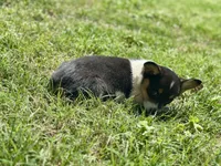 Bessie, a female Cardigan Welsh Corgi and Pembroke Welsh Corgi for sale in Cookville, TX – Photo 3 of 6