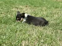 Bessie, a female Cardigan Welsh Corgi and Pembroke Welsh Corgi for sale in Cookville, TX – Photo 5 of 6