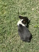 Bessie, a female Cardigan Welsh Corgi and Pembroke Welsh Corgi for sale in Cookville, TX – Photo 6 of 6