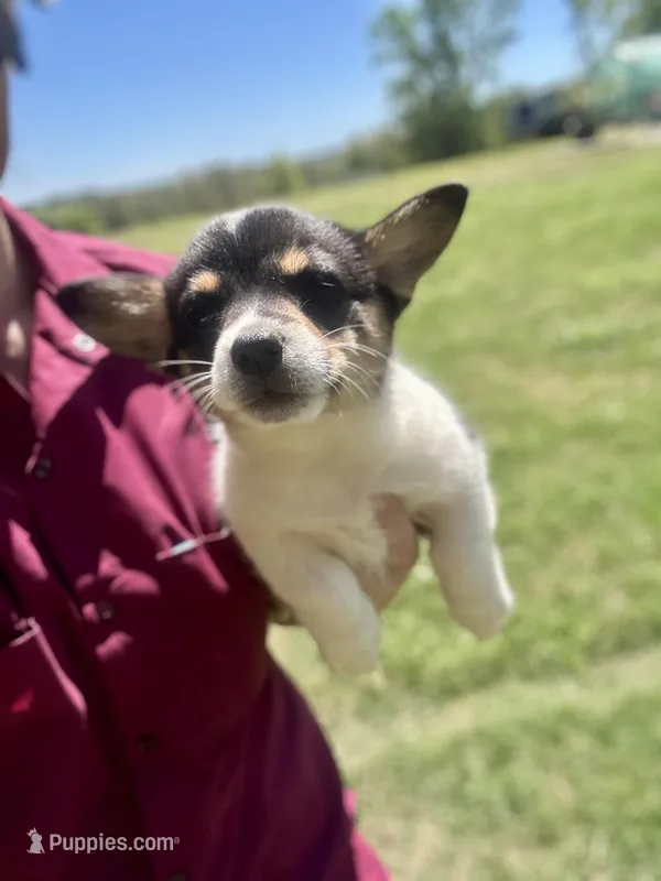 Bessie, a female Cardigan Welsh Corgi and Pembroke Welsh Corgi for sale in Cookville, TX – Photo 1 of 6