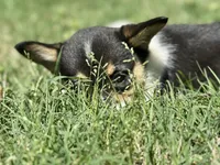 Bessie, a female Cardigan Welsh Corgi and Pembroke Welsh Corgi for sale in Cookville, TX – Photo 4 of 6