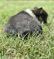 Bessie, a female Cardigan Welsh Corgi and Pembroke Welsh Corgi for sale in Cookville, TX – Photo 2 of 6