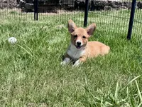 Owen, a male Pembroke Welsh Corgi for sale in Cookville, TX – 7 of 10
