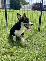 RJ, a male Cardigan Welsh Corgi and Pembroke Welsh Corgi for sale in Cookville, TX – 8 of 10
