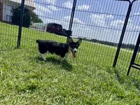 RJ, a male Cardigan Welsh Corgi and Pembroke Welsh Corgi for sale in Cookville, TX – 10 of 10